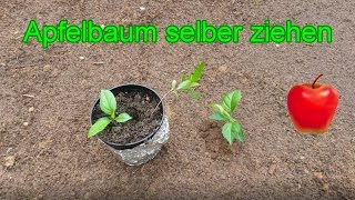 Apfelbaum selber ziehen – so gelingt es