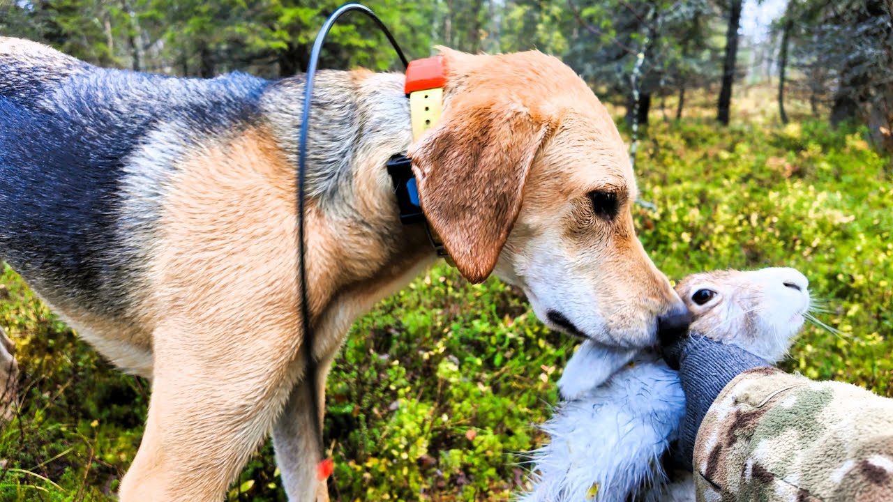 Jänismiehen Päiväkirja, osa 15