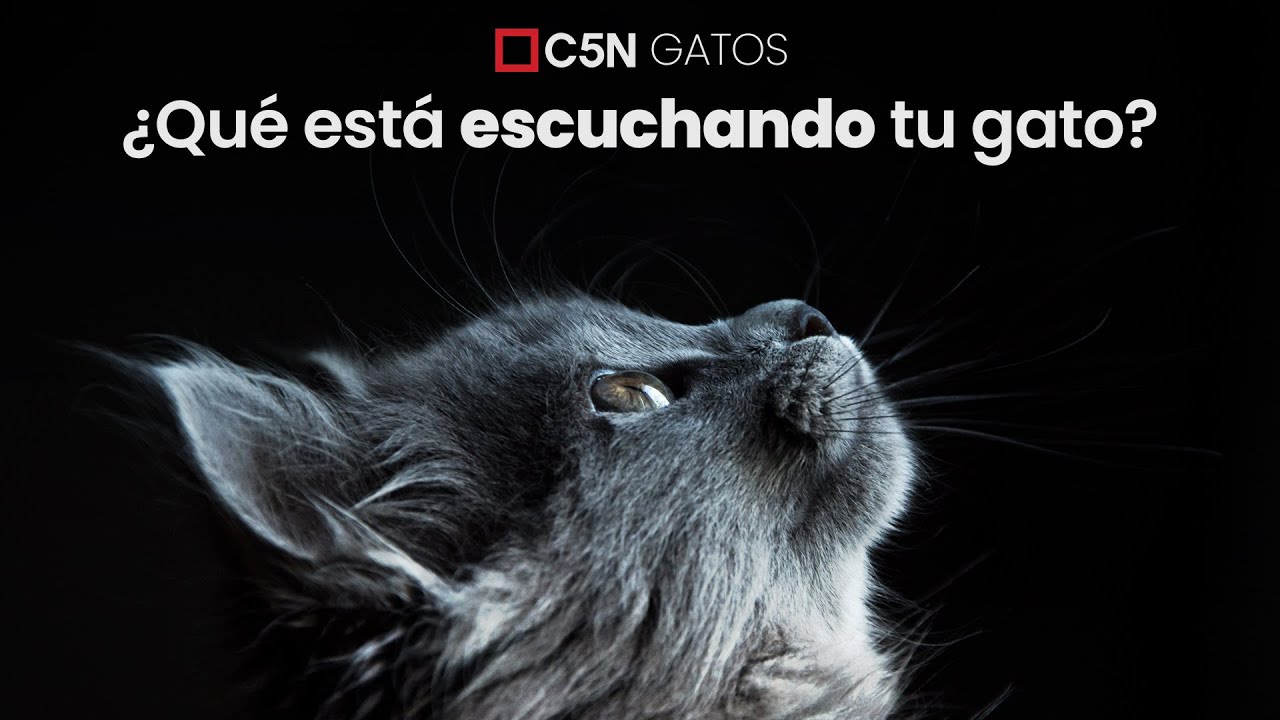 Que significa que tu gato duerma contigo