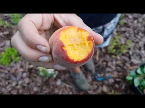 Wideo: Nektarynka - Doświadczenie Uprawy W Ogrodzie Północnym