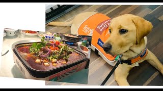 Guide Dog Labrador Livia : Day 102  First Time Go to Restaurant