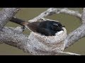 Baby Willie Wagtail Call vs Parent Call