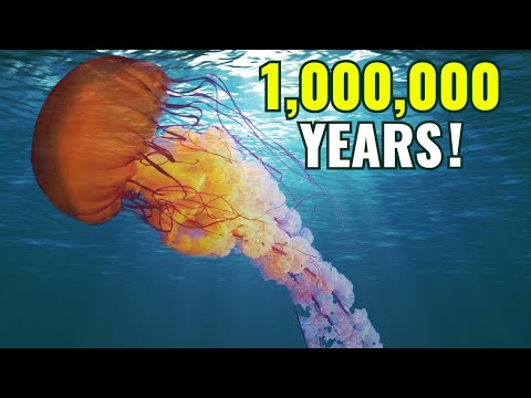 10 Amazing Animal Superpowers