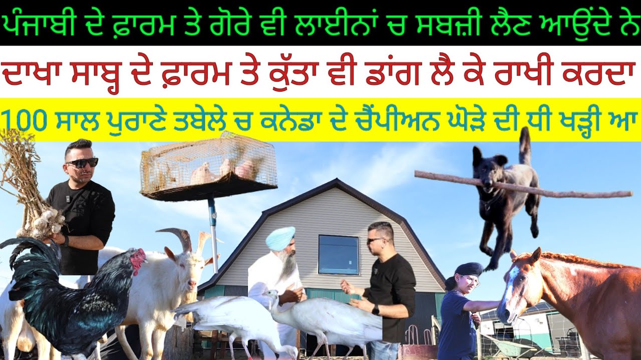 ਪੰਜਾਬੀ ਫ਼ਾਰਮ ਤੇ ਗੋਰੇ ਲਾਈਨਾਂ ਚ ਸਬਜ਼ੀ ਲੈਣ ਆਉਂਦੇ ਨੇ;ਕੁੱਤਾ ਕਰਦਾ ਡਾਂਗ ਨਾਲ਼ ਰਾਖੀ!Harbhej Sidhu|Dakha Saab|