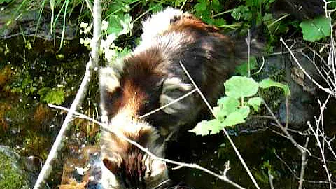 Watch the video about Maine Coon in the water