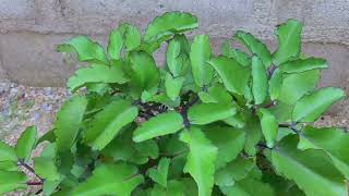 Miracle Leaf ; The #1 Leaf  That Can Change Your Life