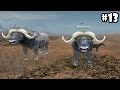 Wild Animals Online - Group of Buffalo - Android/iOS - Gameplay Episode 13