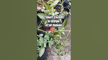 Tomat Cherry di kebun atap rumah #shorts #short