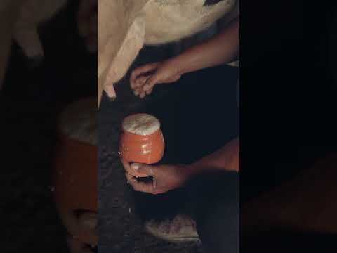 يوجد نحو 220 مليون بقرة في العالم تنتج ما يعادل 470 بليون لتر من الحليب سنوي ا