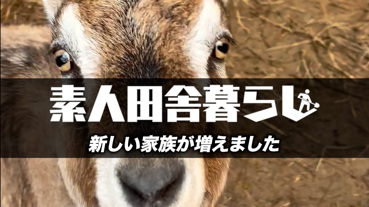 新しい家族が増えました