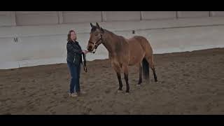 Lisa May - SHEZ A LITTLE GEM Green Horse W/T and Green Rider W/T Ranch Conformation