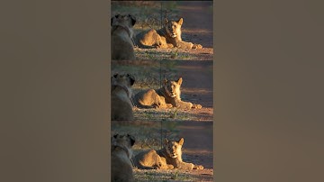 Do collars stay on wild animals for ever???? FULL VIDEO OUT NOW! #shorts #wildlife #safari #kruger