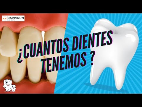 Video: ¿Cuántos molares tienen los humanos?