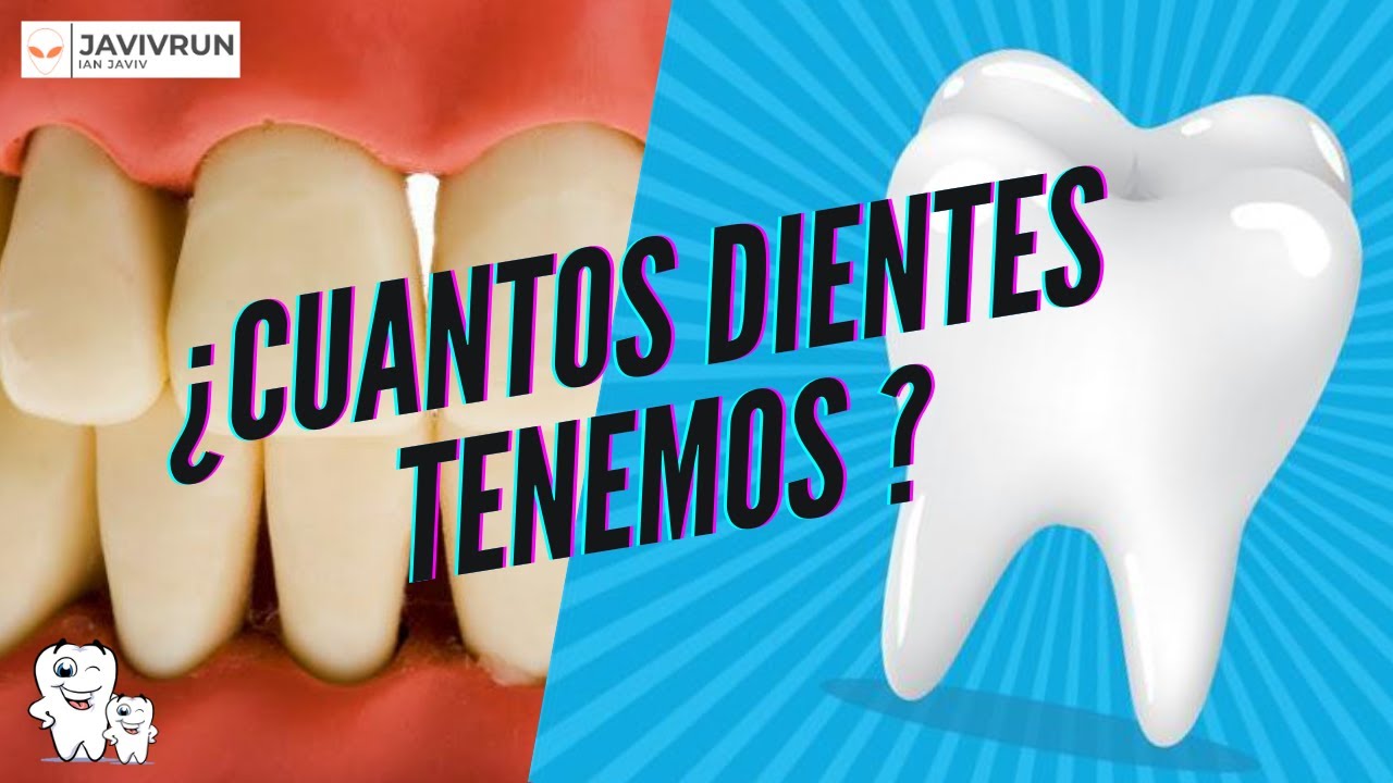 ¿CUANTOS DIENTES TENEMOS LOS SERES HUMANOS ? YouTube ¿CUANTOS DIENTES TENEMOS LOS SERES HUMANOS ? YouTube