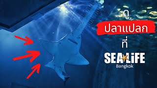 EP 24 เดินดูปลาที่ SEA LIFE ปลาน่าสนใจเพียบ!? | MORE MOD