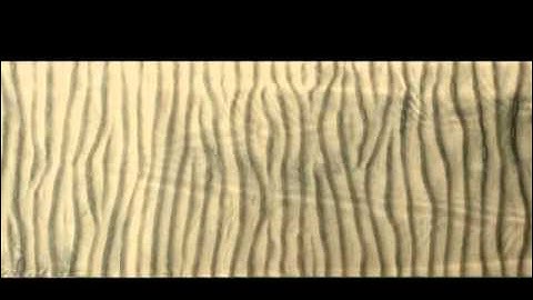 Dynamics of Wave-Generated Sand Ripples
