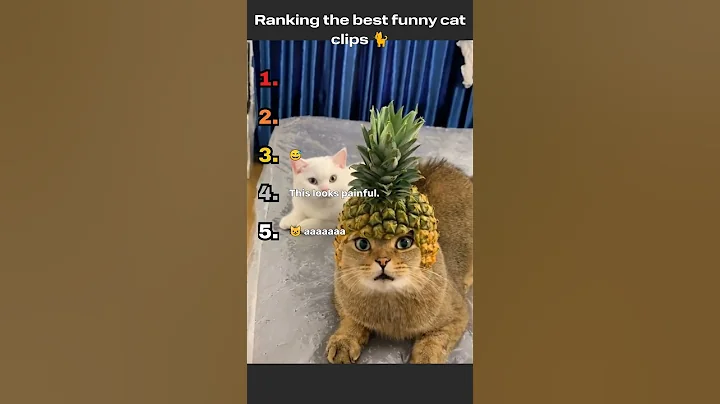 Video 11338181: cat funnycat dog, hilarious cat fails, best funny cats dogs, funniest cats