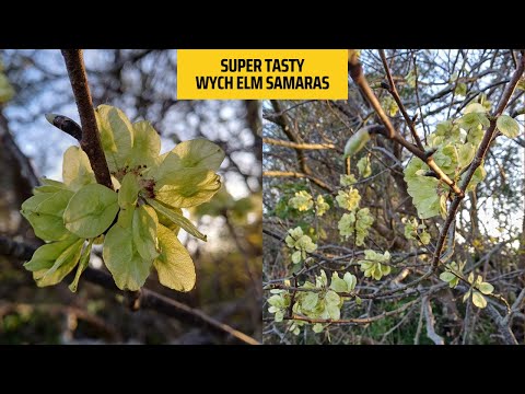 Tasty Wych Elm Samaras A Wild Snack You Ll Love