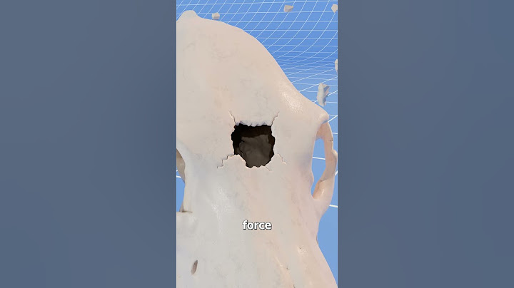 Could A Bear Skull Stop A Bullet? 🤔