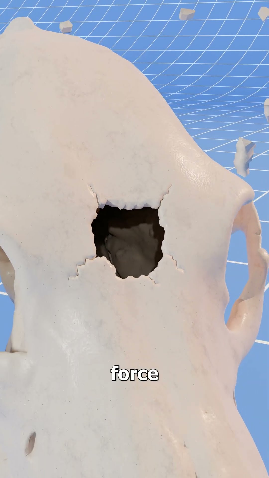 Could A Bear Skull Stop A Bullet? ?