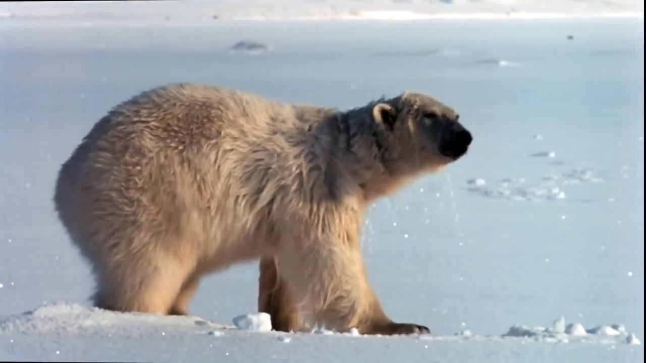 Arctic National Wildlife Refuge YouTube arctic-national-wildlife-refuge-youtube