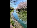 Kyoto Fushimi Scenic Sakura Walk 🌸 京都伏見水郷のお花見ウォーク #shorts