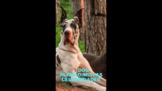 Dog Alemão Muitas Celebridades Famosas Como Ryu Jackman