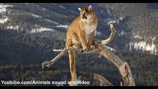 Cougar roar sound and video