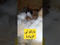 باركو لي الزيادة باركو لي الزيادة