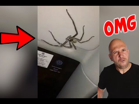 scary-spider!-|-spider-prank-ideas-|-how-to-pranks