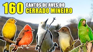 #01 160 Cantos de aves no cerrado mineiro.