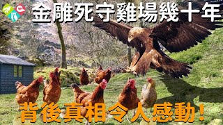 金雕死守雞場十幾年每天盤旋幾十圈背後的真相令衆人感動#感動 #淚目 #不可思議 #震驚 #奇跡 #心靈飼養員