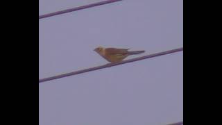 Belfast Middle Braniel Rd Sunday Evening Dander Long Distance Yellow Hammer Bird and Rabbit Watching