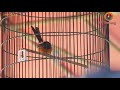 Borneo Lovers Di Latber Pimpinan Mp3 - Mp4 Download