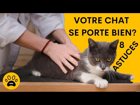 Vidéo: Quel Est Le Poids Moyen D'un Chat En Bonne Santé ?
