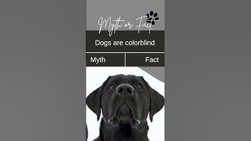 Thumbnail of Are dogs color blind #myth #fact #dog #doglover #science #ytshorts #ytshort