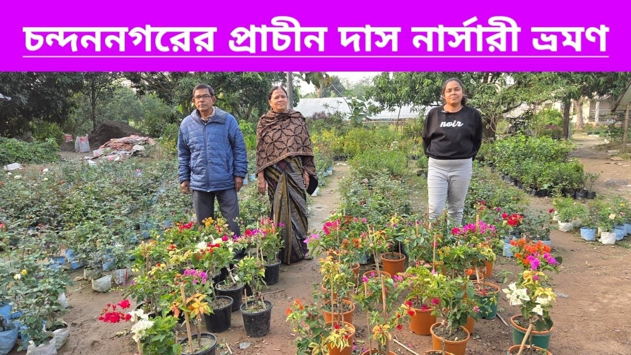 চন্দননগরের প্রাচীন দাস নার্সারি ভ্রমণ||Reliable Das Nursery Of Chandannagar Tour||