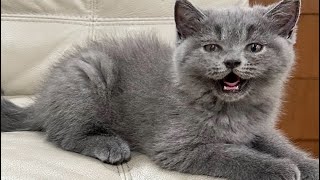 Kompilasi lucu anak kucing british shorthair