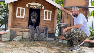 CANE CORSO NARKOZ YAVRULARINA ÜVEY EVLAT GİBİ DAVRANDI :)