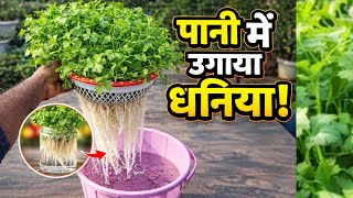 मिट्टी के बिना धनिया उगाया – Result देखकर दंग रह जाओगे!