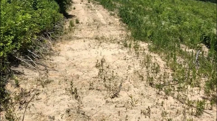 Pine Creek Rd.
