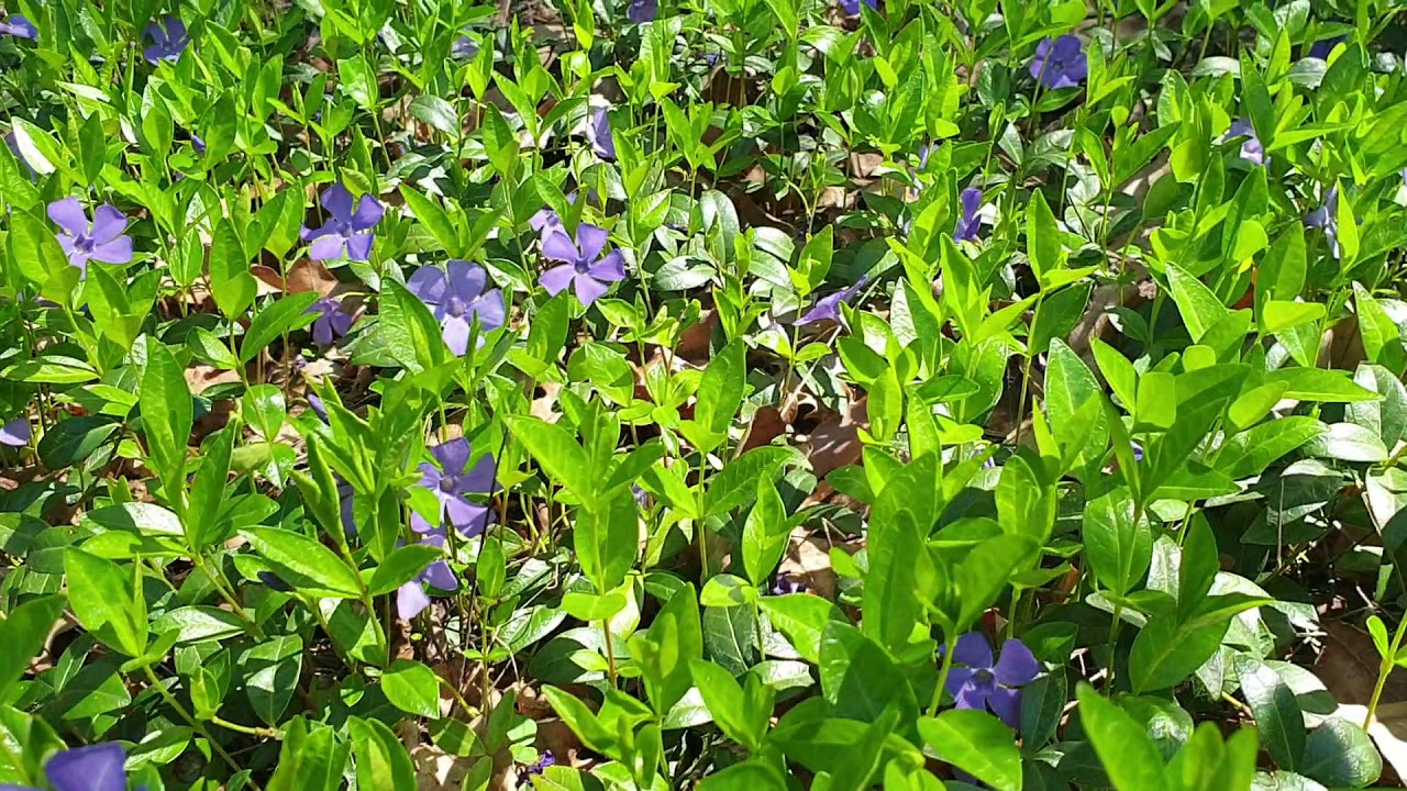 Barwinek pospolity (Vinca minor)