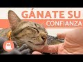 ¿Cómo ganarse la confianza de un gato? 🐱 | Suara Foundation