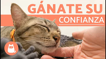 ¿Cómo conseguir que un gato confíe en ti?