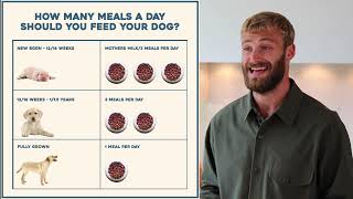 How many meals should I feed my puppy or dog per day? | Dog Nutrition Lessons | Ep 18.