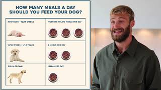 How Many Meals Should I Feed My Puppy Or Dog Per Day? Dog Nutrition Lessons Ep 18.