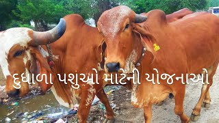 Dairy_farming Gir_cow_gujarat