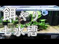 熱帯魚の餌やり 全部で七つの水槽全て見せます (コリドラス プレコ テトラ らんちゅう 等)