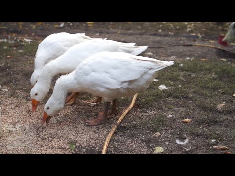 Wideo: Gęsi Hodowlane: Zysk I Wybór Rasy