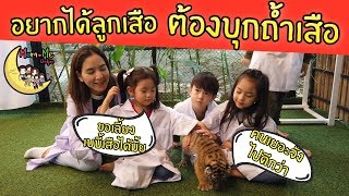 MommeChidjun EP 86 : พาเด็กๆ บุกถ้ำเสือ ให้นมลูกเสือ เรียนรู้ชีวิตสัตว์ป่า น่ารักทั้งลูกคน ลูกเสือ